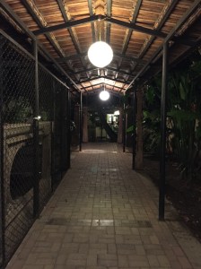 the rogue elephant in the rain. bangalore, india. april 2015.