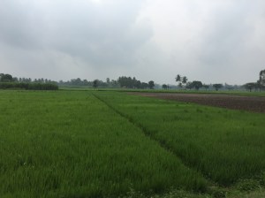 i can never get enough of these field. rural karnataka, india. april 2014.