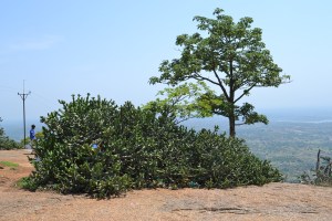tree at the top, because we all know i love pictures of trees. savandurga, india. may 2015.