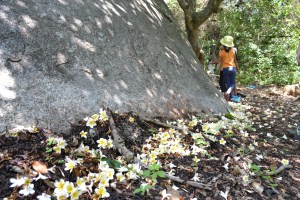 through the woods we go. savandurga, india. may 2015.