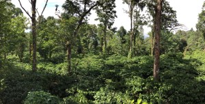 the view from our veranda. coorg, india. june 2015.