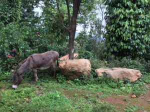 a donkey, just for good measure. coorg, india. 2015.