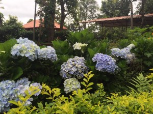 these are my favourite. coorg, india. june 2015.