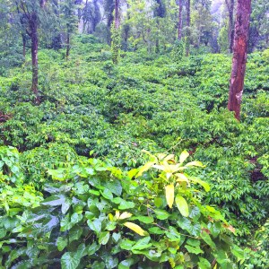 take me back to here. coorg, india. june 2015.