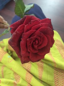 austin town gave me a rose one day, just because. bangalore, india. july 2015.