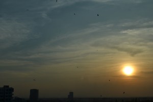 kites at play. bangalore, india. october 2015.