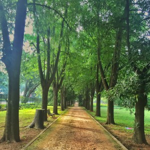 strolling through cubbon park. bangalore, india. november 2015.