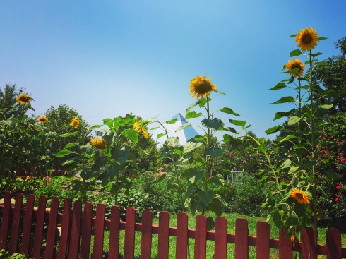 2017-08-09 13.05.34-1